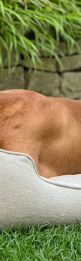 Chill the Dog